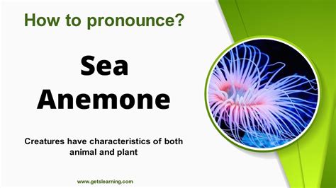 sea anemone pronunciation|how do you spell anemone.